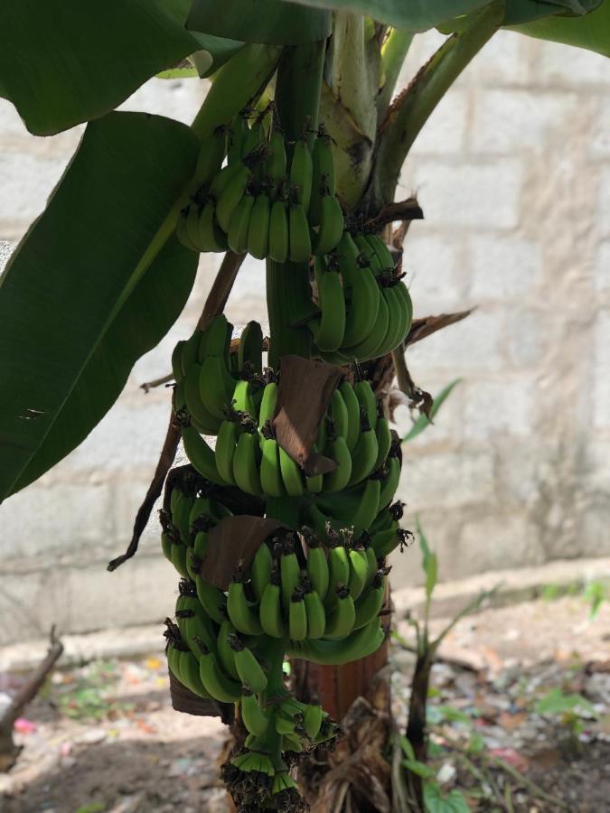 Huong Tram Homestay Ho Da Dış mekan fotoğraf